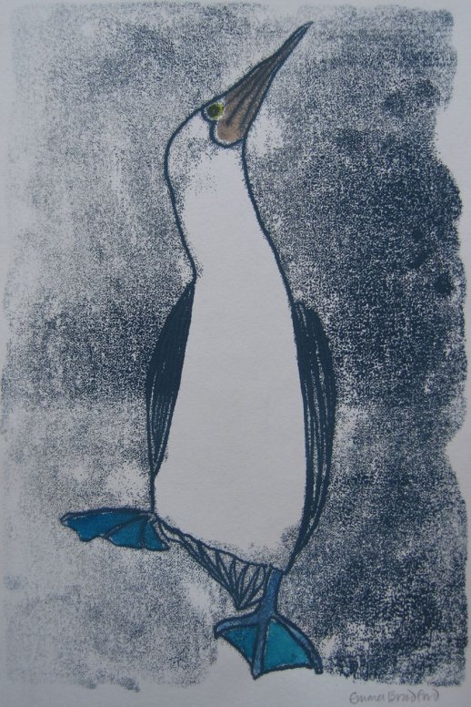 Dancing Booby