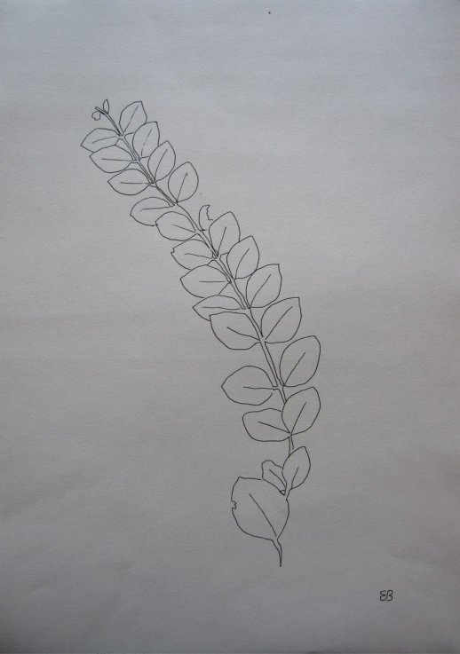 Leaf Study I