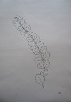 Leaf study I