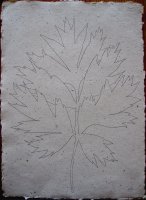 Leaf study II